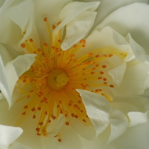 Růže online koupit v prodejně - Bílá - Climber, Kletter - diskrétní - Rosa  City of York® - Mathias Tantau, Jr. - Kvete od poloviny léta až do podzimu. Má krásné poloplné krémové květy, které kvetou ve velkých skupinkách.